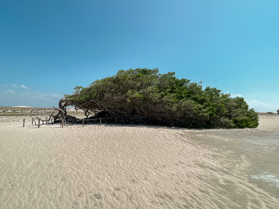 Árvore da Preguiça, com os galhos e folhas deitados na areia clara.