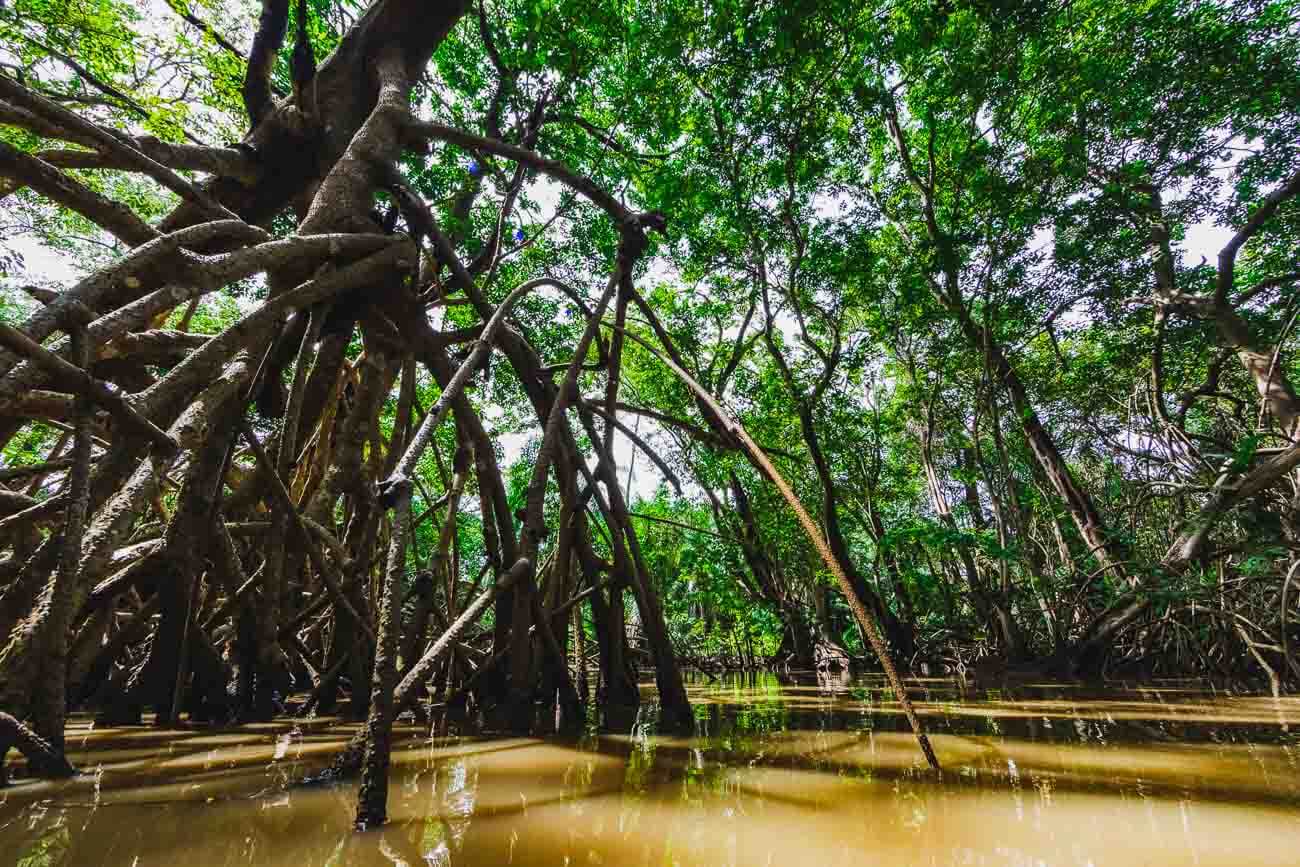 Manguezal no Rio Parnaíba.