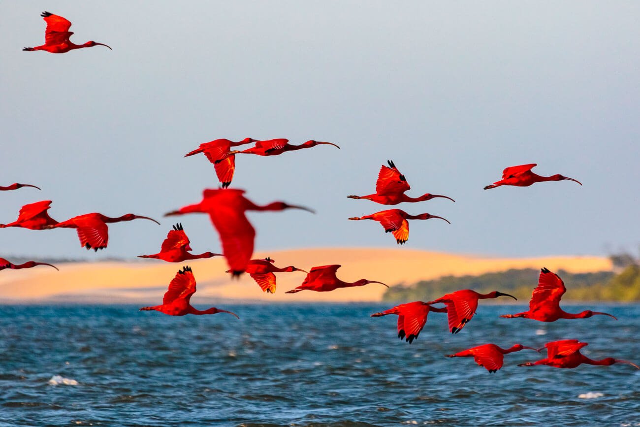 Revoada dos Guarás no Delta do Parnaíba, sobrevoando sobre o rio.