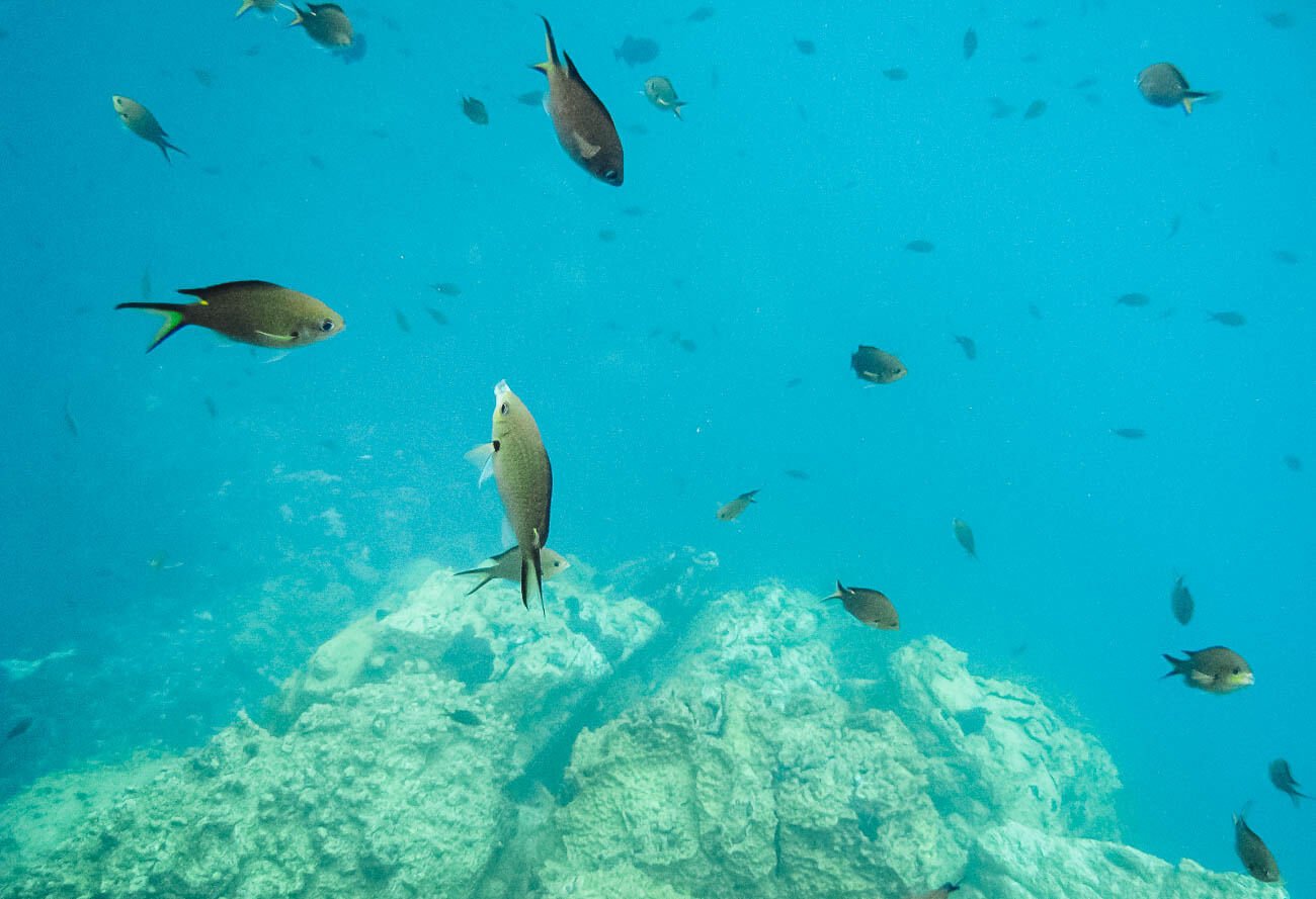 Peixes no fundo do mar durante mergulho em Fernando de Noronha.