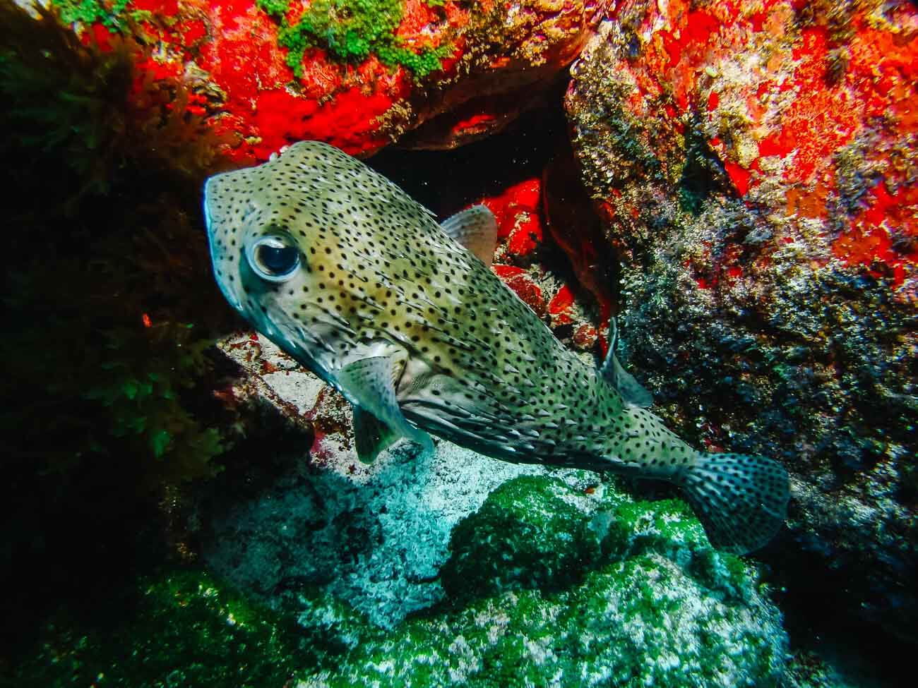 Peixe da espécie baiacu sendo avistado entre formações de recifes de corais em Fernando de Noronha.