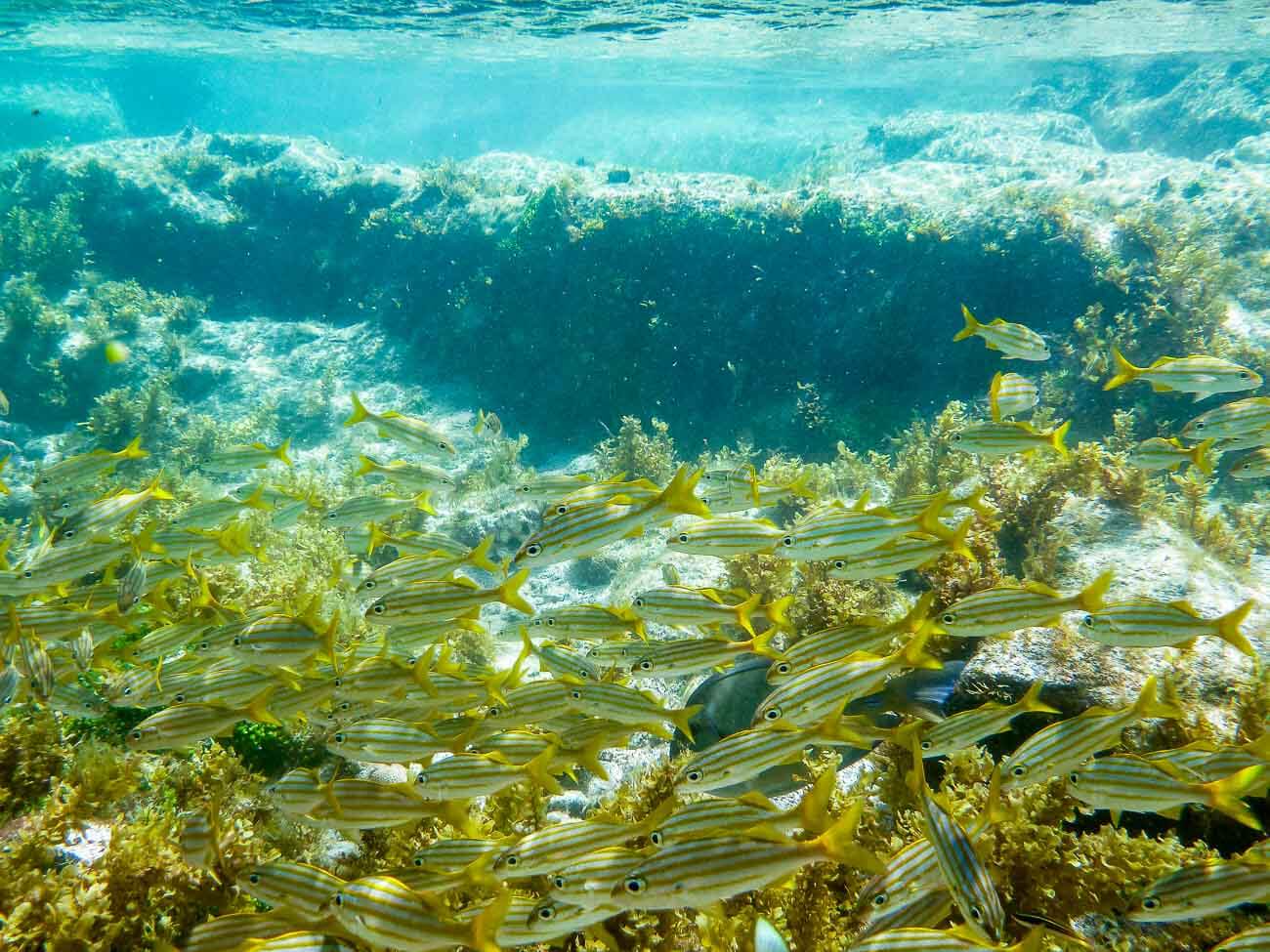 Peixes coloridos em tons amarelos no mar de Fernando de Noronha