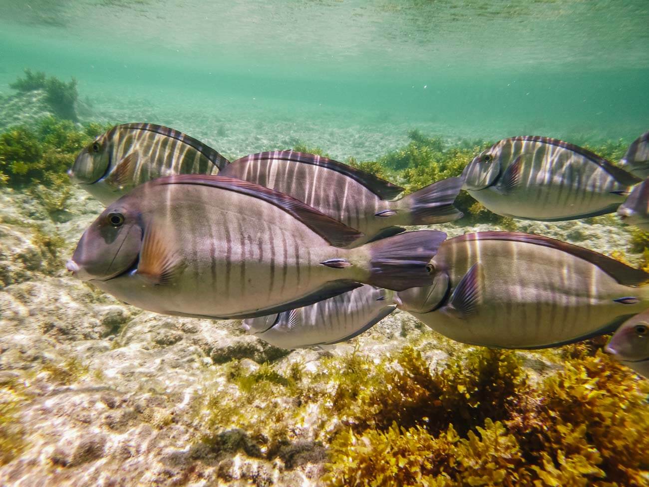 Alguns peixes-papagaio-cinza sendo vistos durante mergulho em Fernando de Noronha.