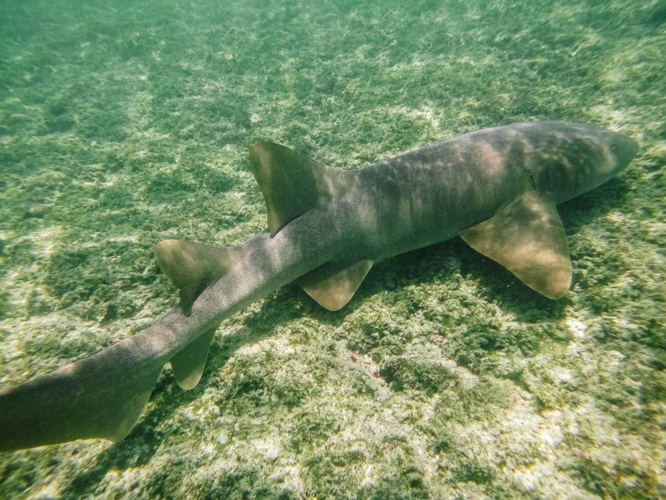 Tubarão visto durante mergulho em Fernando de Noronha.