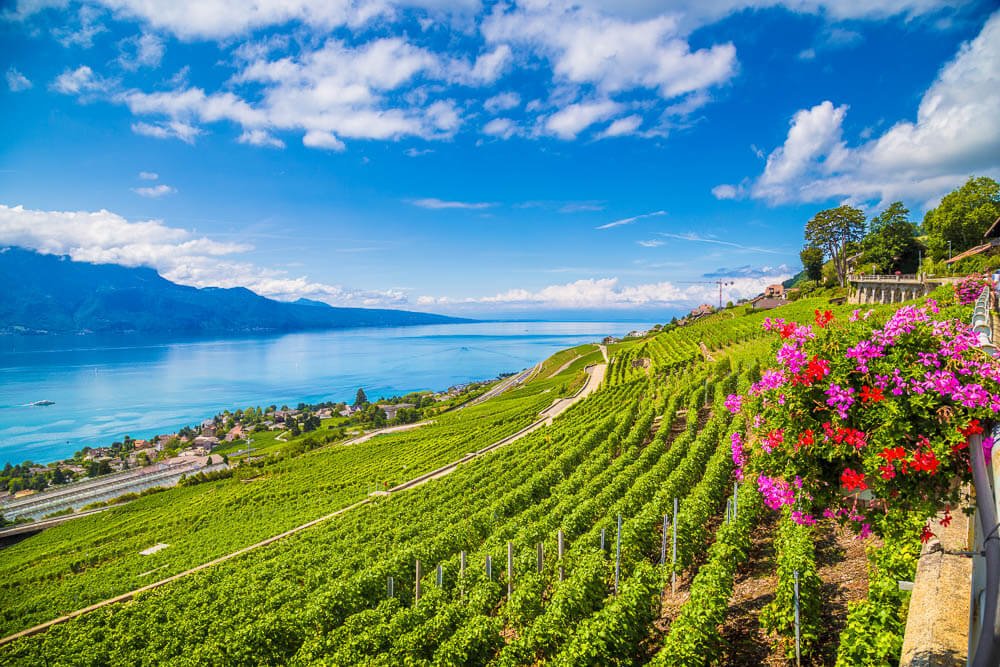 Vinhedo na região vinícola de Lavaux, com Lago Léman ao fundo.