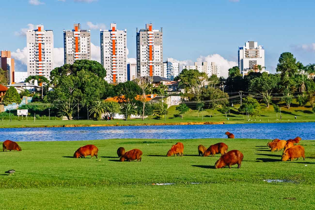 Capivaras em área gramada no Parque Barigui em Curitiba