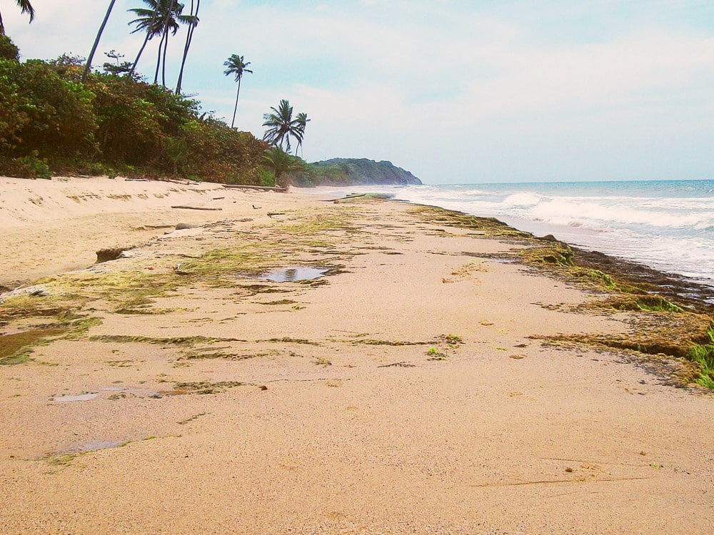 Praia da Arena Gorda, em Punta Cana, com areia deserta e coqueiros à esquerda.