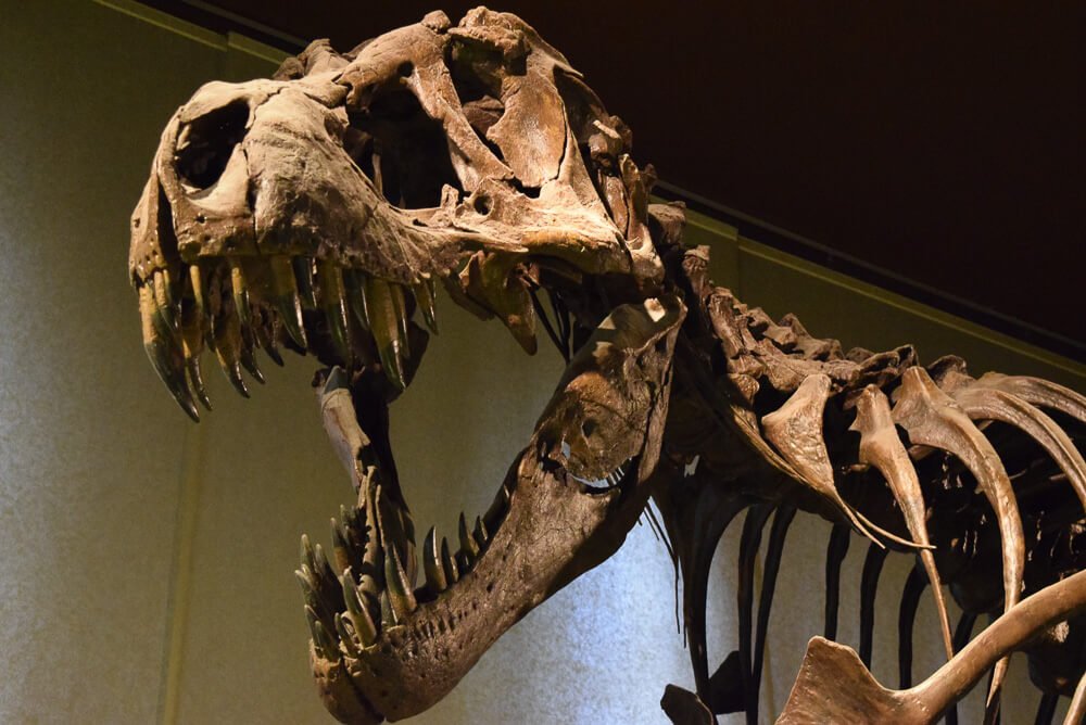 Fósseis de dinossauros expostos no Museu Cívico de História Natural. Ao fundo, há uma parede branca e um teto marrom-escuro.