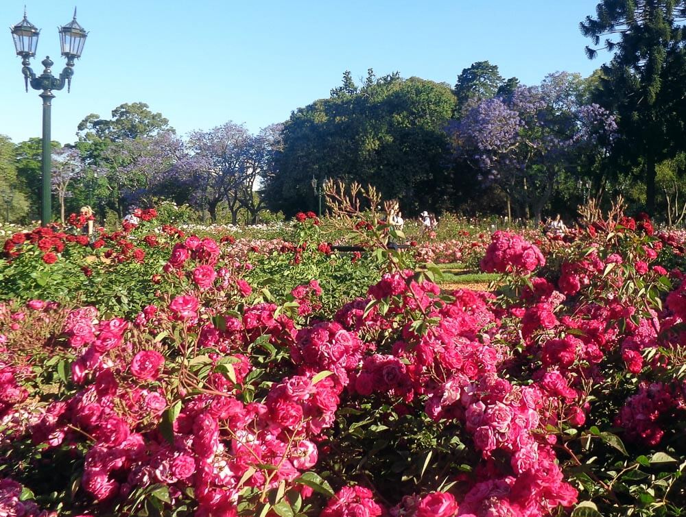 Jardim com árvores, flores rosas e vermelhas no interior do El Rosedal de Palermo.