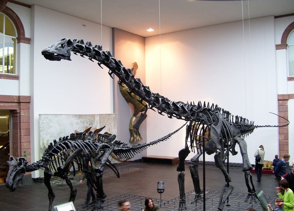 Exposição de réplica de fósseis de dinossauros no interior do Museu de História Natural de Senckenberg.