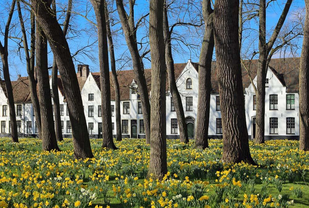 Região de Beginjnhof, em Bruges, com várias casa brancas, muitas árvores e flores amarelas.