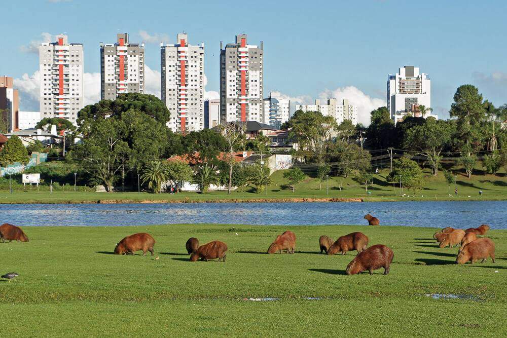 Um grupo de capivaras se alimenta de grama no Parque Barigui durante o dia.