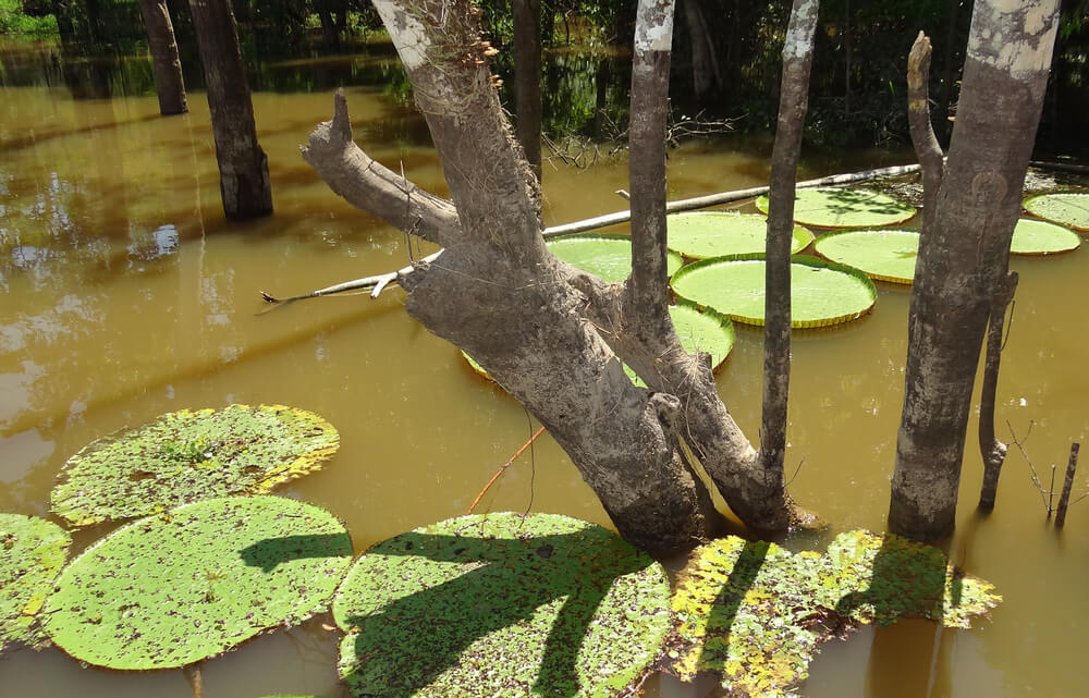 Vitórias-régias e árvores nas águas do Rio Solimões, no Parque Ecológico Janauari.