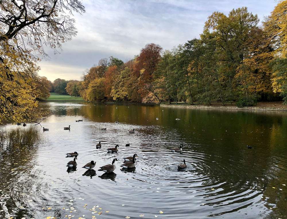 Gansos nadando no lago do parque Bois de la Cambre durante o outono, em Bruxelas.