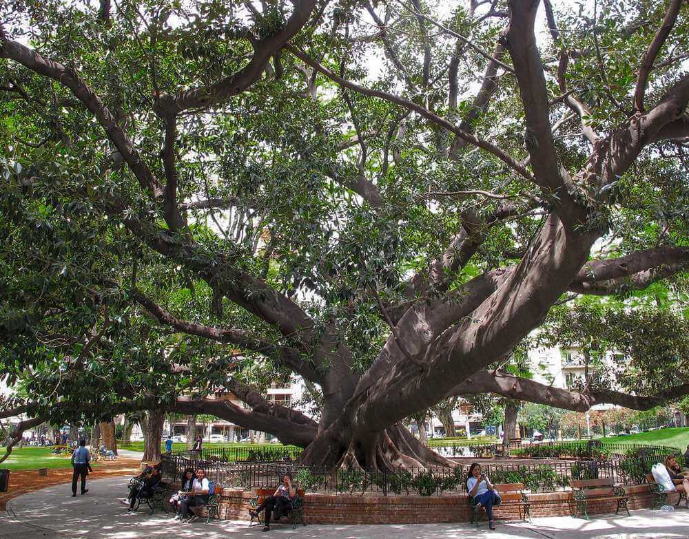 Uma grande árvore do Parque Vicente López y Planes vista durante o dia.