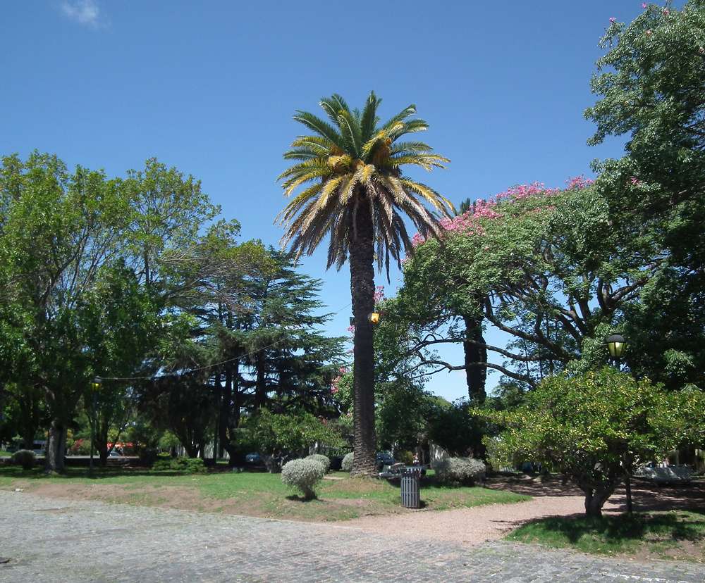 Palmeira e árvores na Plaza Mayor em Colonia del Sacramento, Uruguai, sob um céu azul claro.