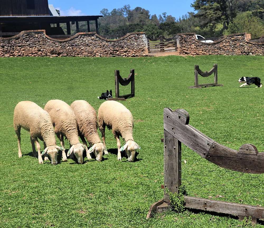 Ovelhas pastando em gramado do Parque da Ovelha durante o dia, na cidade de Bento Gonçalves.