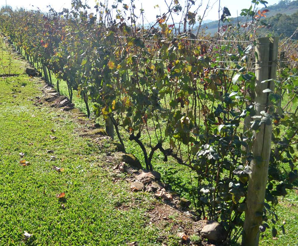 Parreiras fotografadas durante o dia na vinícola Pizzato Vinhos, na cidade de Bento Gonçalves.