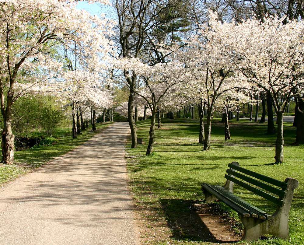 O High Park em um dia de primavera, durante a floração das cerejeiras.
