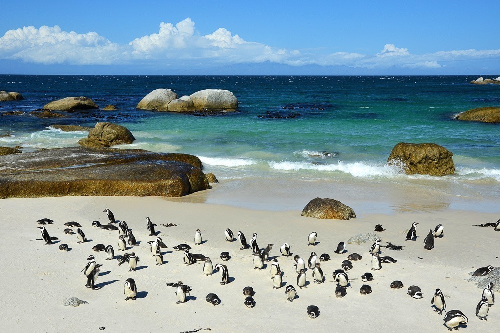 Boulders Beach com mar de água cristalina, pedras e vários pinguins na areia.