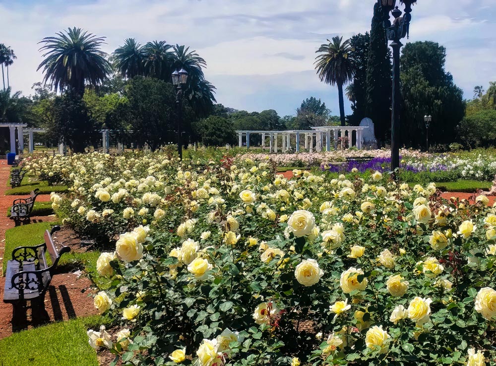 Roseiras com rosas brancas em um dia claro no Parque Tres de Febrero.