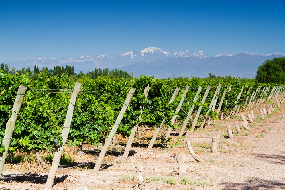 Vinhedos em Maipú, Mendoza, com fileiras de videiras alinhadas e a Cordilheira dos Andes ao fundo.