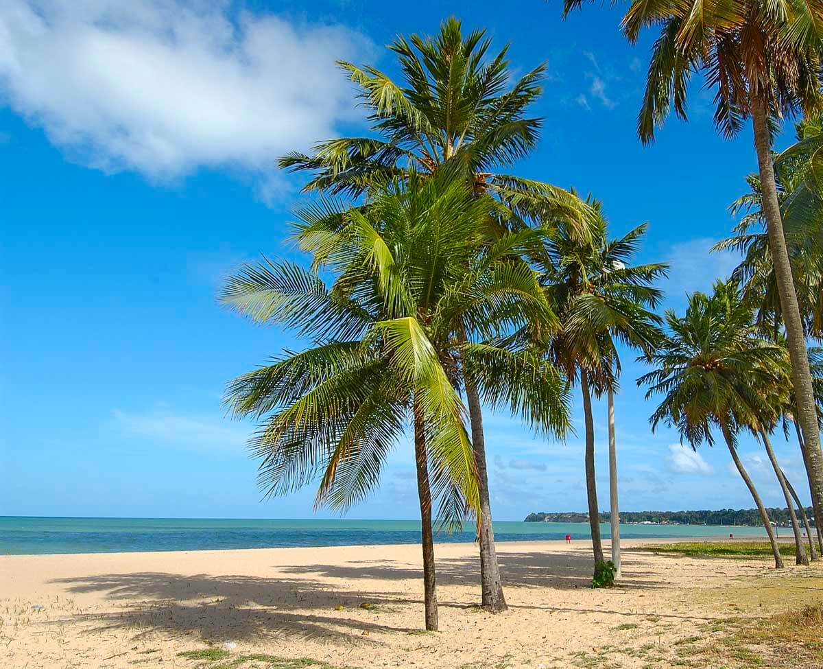Praia de Cabo Branco com mar calmo, céu azul e coqueiros altos projetando sombra sobre a areia clara.