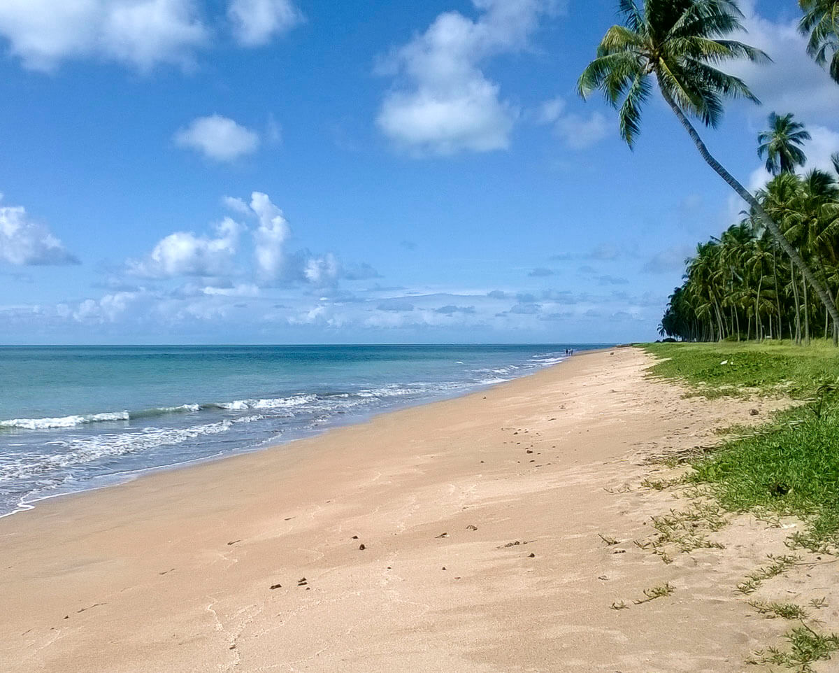 Praia tranquila e deserta em Japaratinga, com areia dourada, mar calmo e coqueiros se estendendo ao longo da costa.