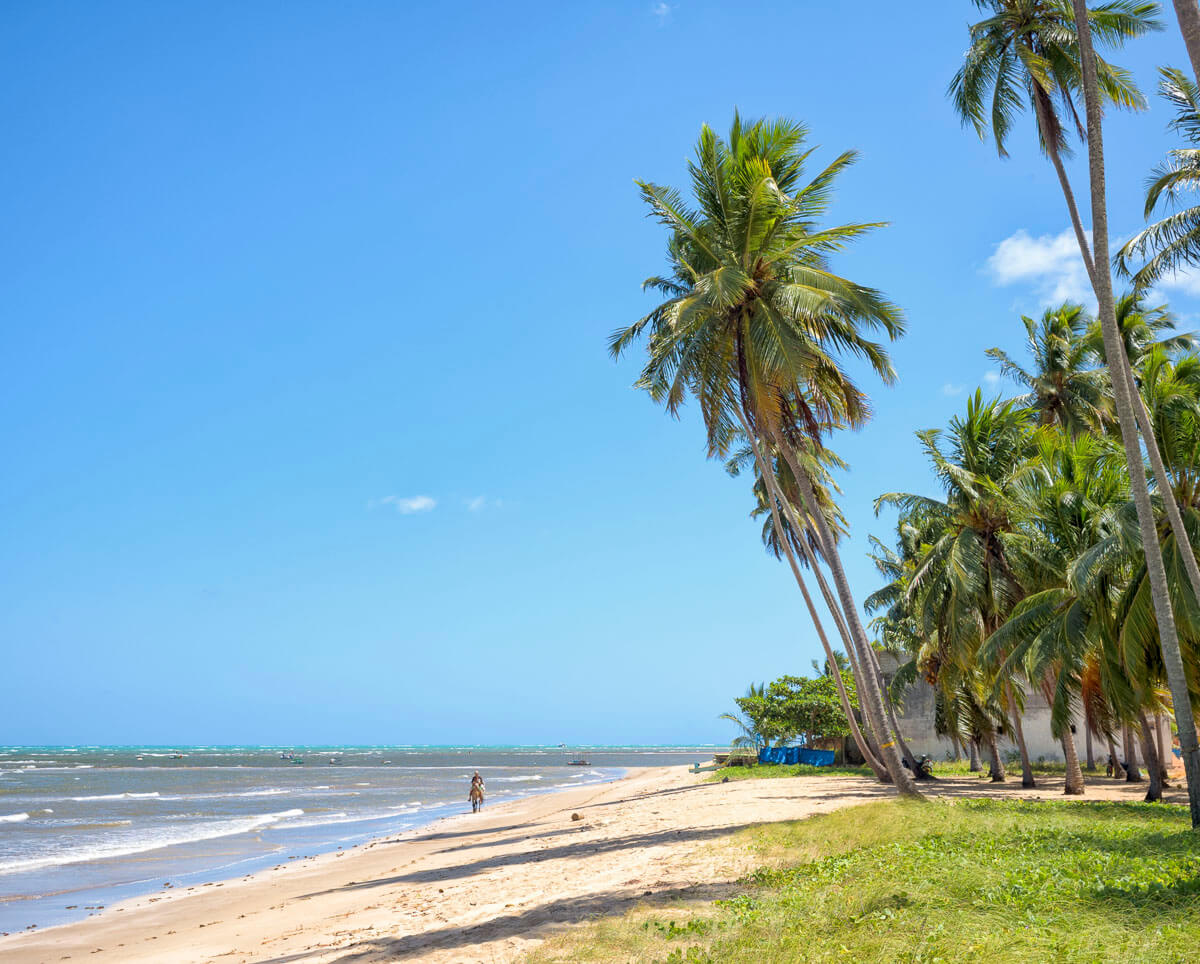 Praia ampla e sombreada por coqueiros altos no litoral sul de Maragogi, com mar calmo e céu azul claro.