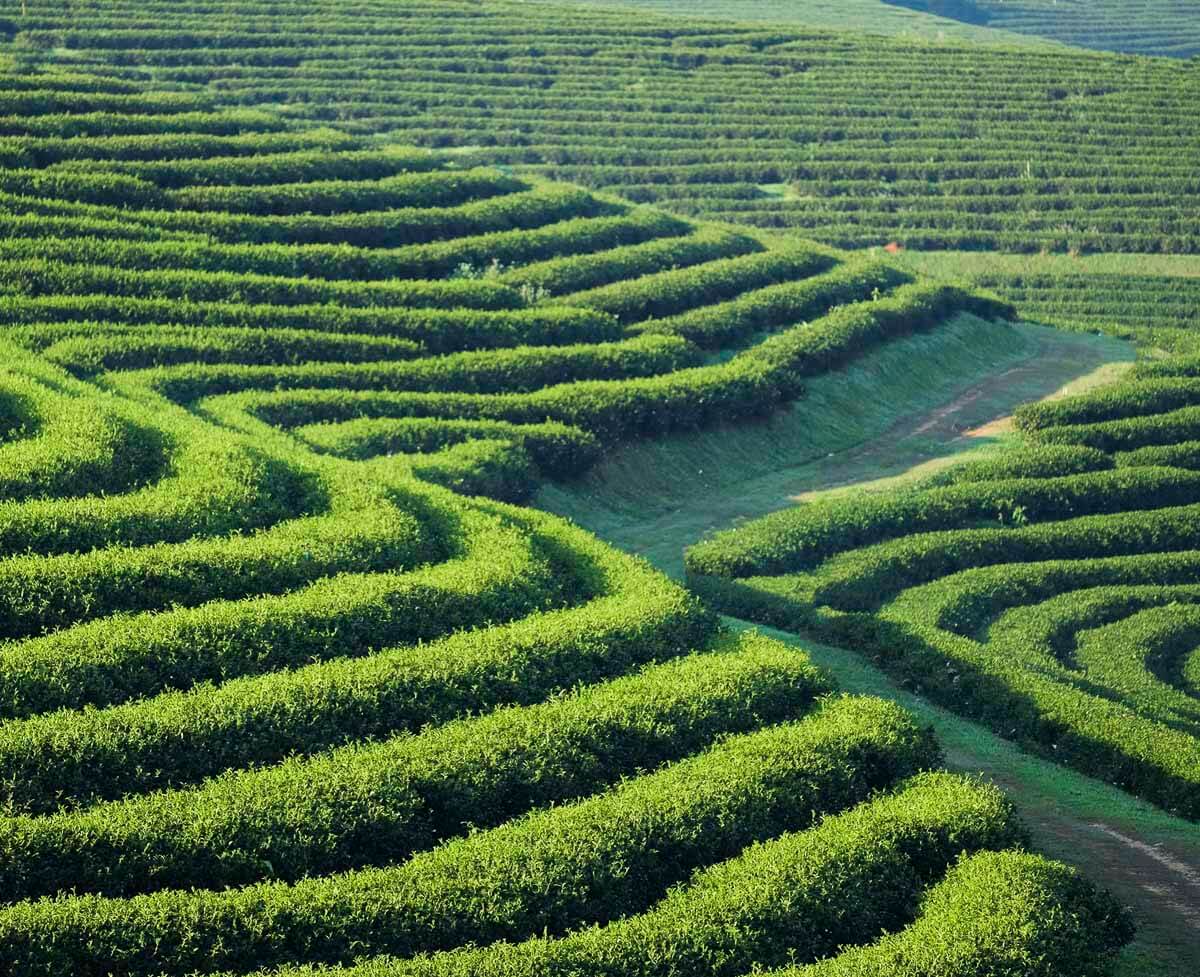 Plantações de chá em formato de curvas sobre colinas verdes em Chiang Rai.