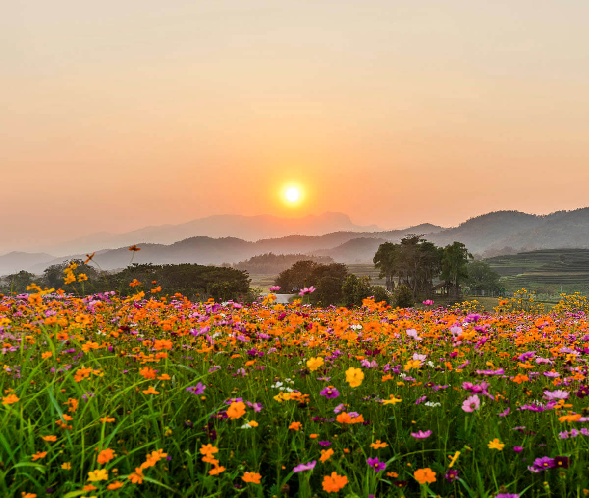 Campo florido com pôr do sol ao fundo e montanhas em silhueta.