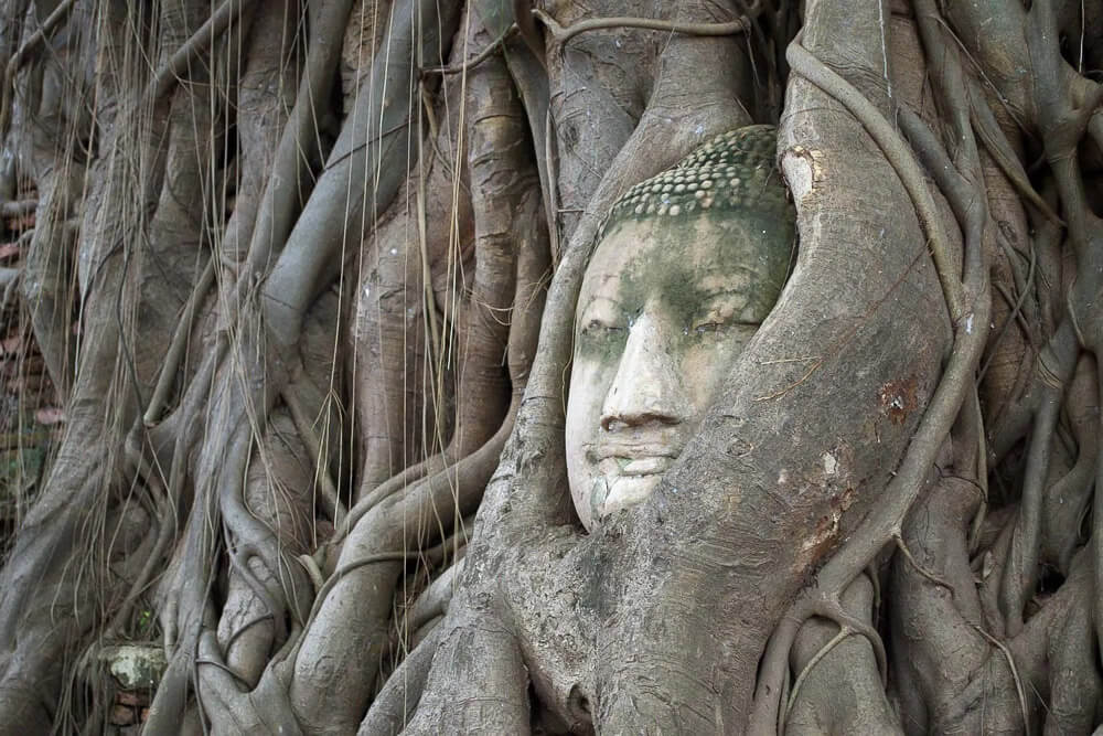 Cabeça de Buda parcialmente envolta pelas raízes de uma figueira sagrada em Ayutthaya.