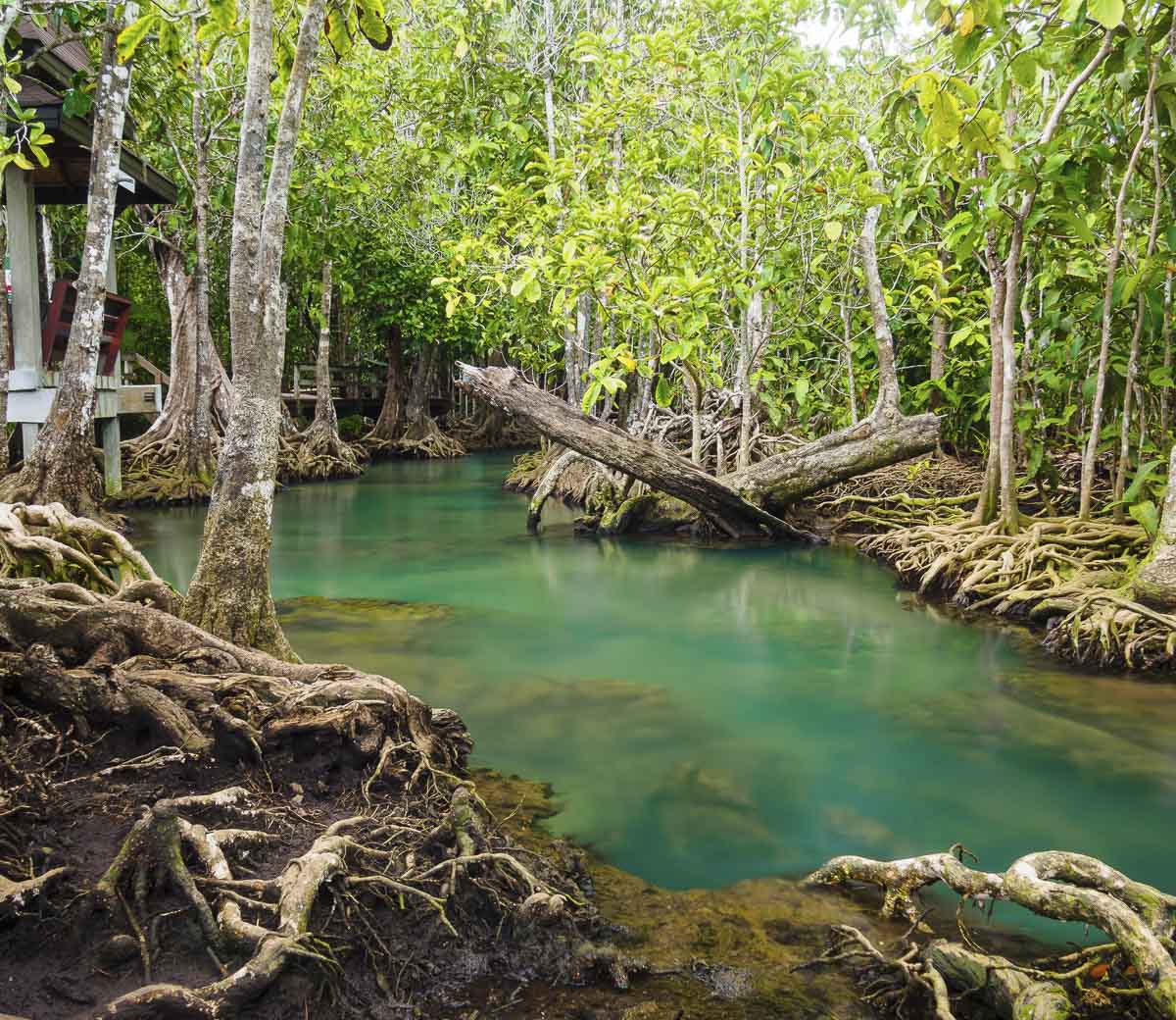 Canal de água azul-esverdeada rodeado por manguezais e raízes expostas no parque natural Tha Pom Klong Song Nam, em Krabi.