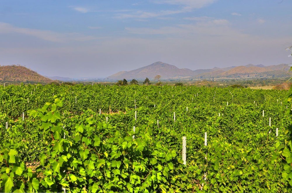Vinhedo do Monsoon Valley se estende em meio a um vale cercado por colinas esverdeadas.