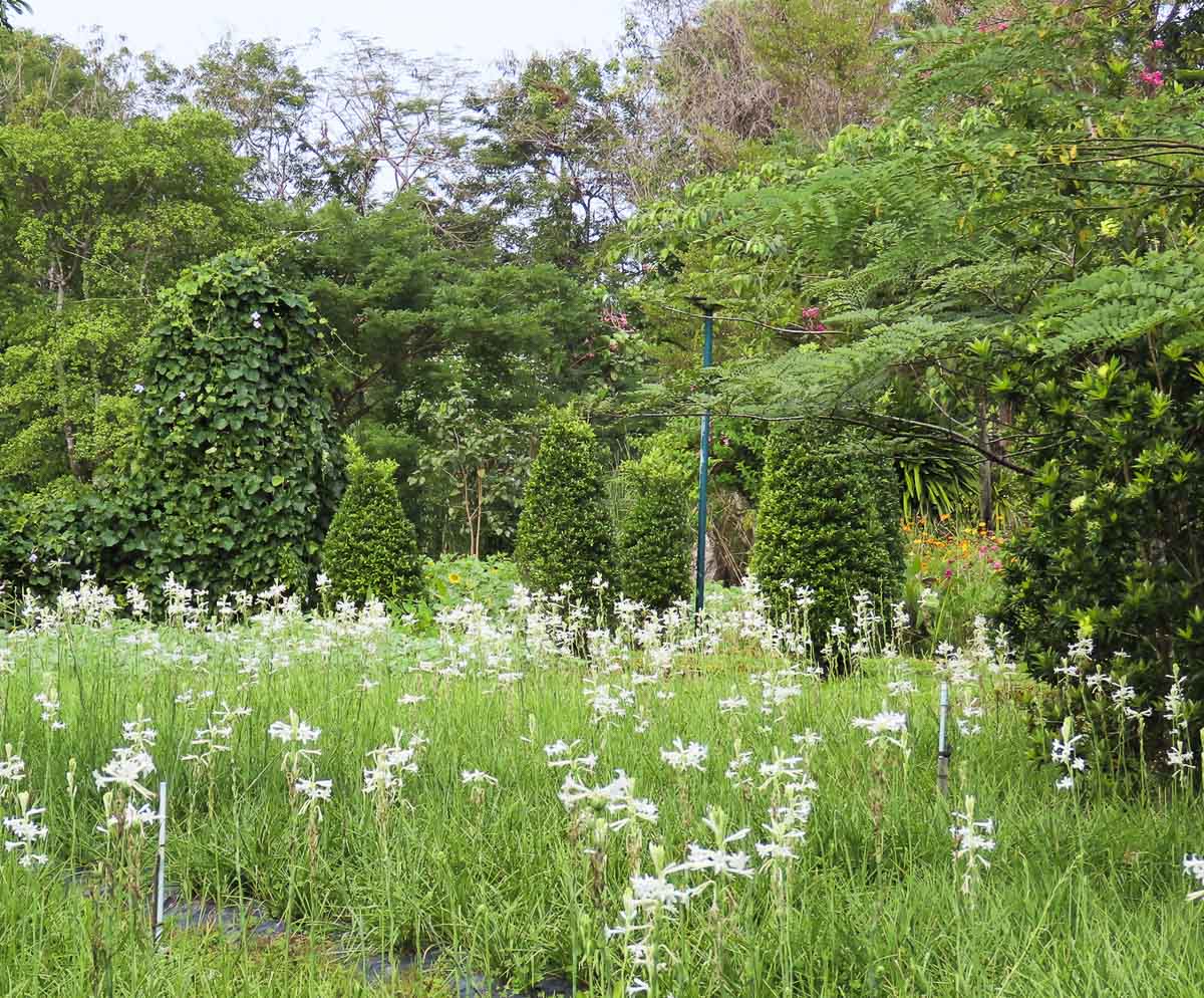 Trevo verde e arbustos podados no meio de jardim florido e árvores exuberantes.
