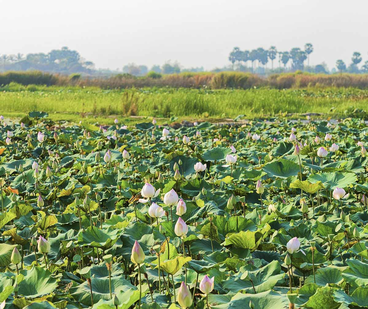 Lago repleto de flores de lótus rosa e folhas verdes sob céu claro no campo cambojano.