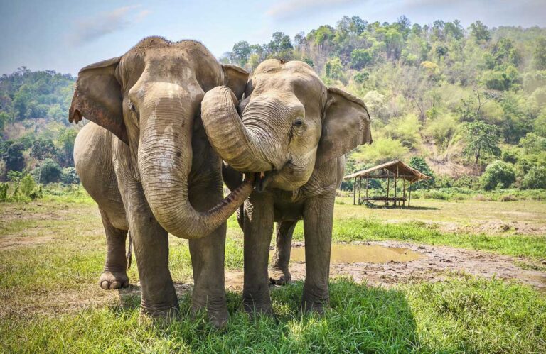 Passeio de elefante na Tailândia sem crueldade: dicas importantes