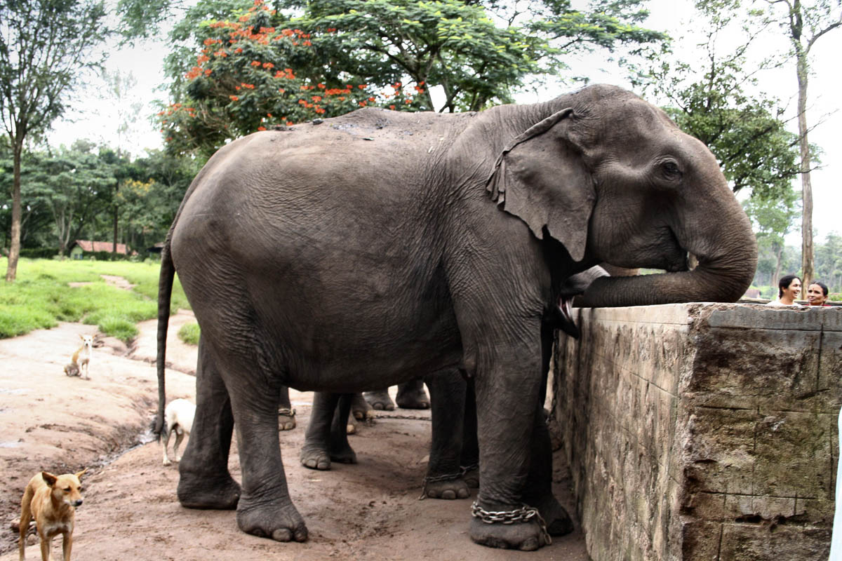 Elefante acorrentado se apoia em muro de pedra, observando pessoas próximas.