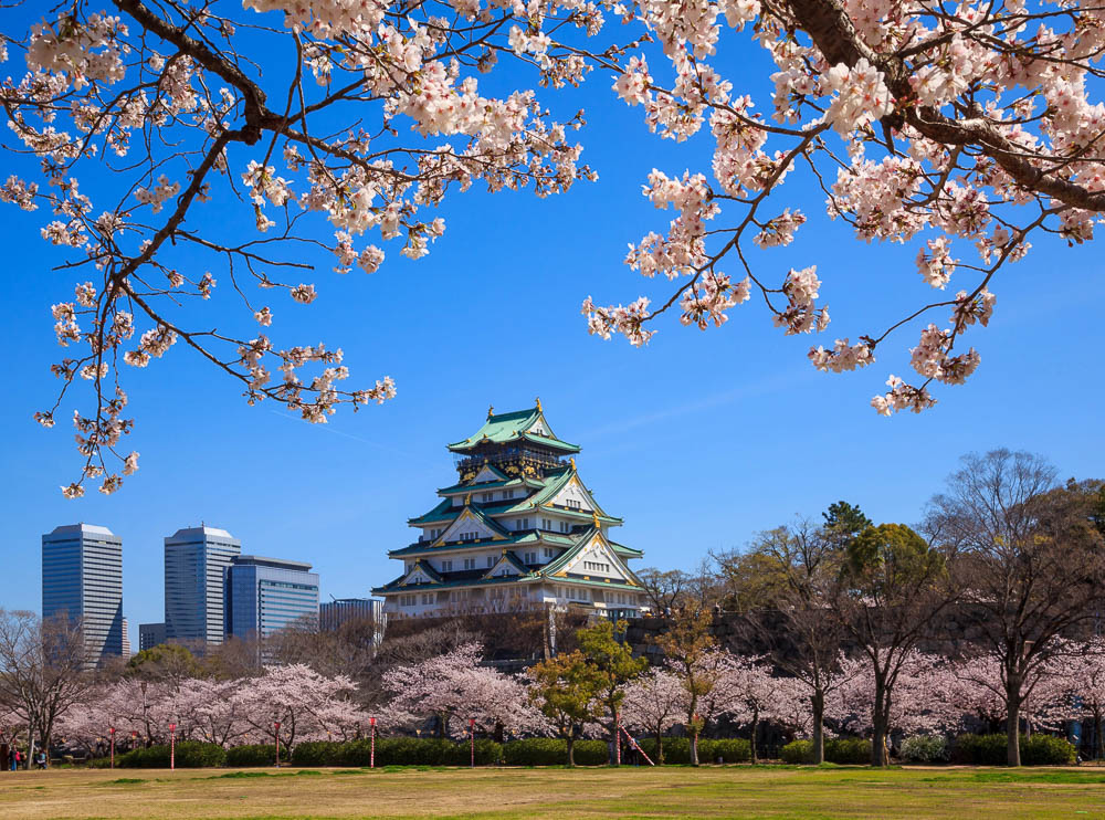 Castelo de Osaka visto à distância, cercado por cerejeiras em flor e gramado amplo em primeiro plano.