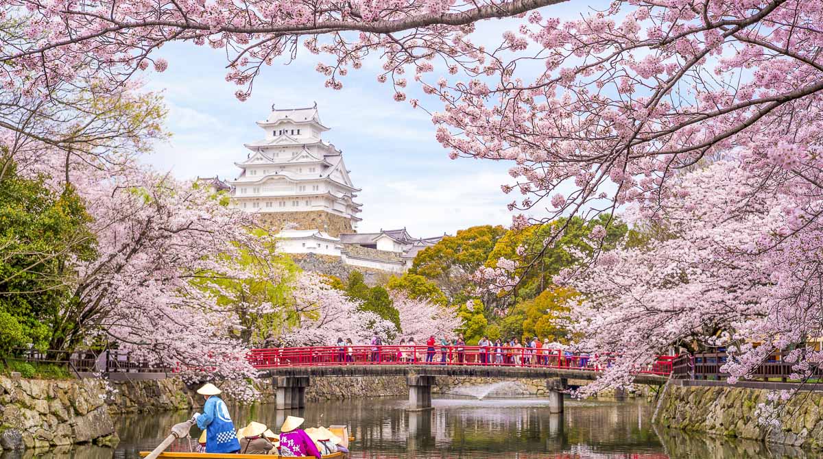 Cerejeiras no Japão: quando e onde ir ver a sakura Cerejeiras no Japão: quando e onde ir ver a sakura