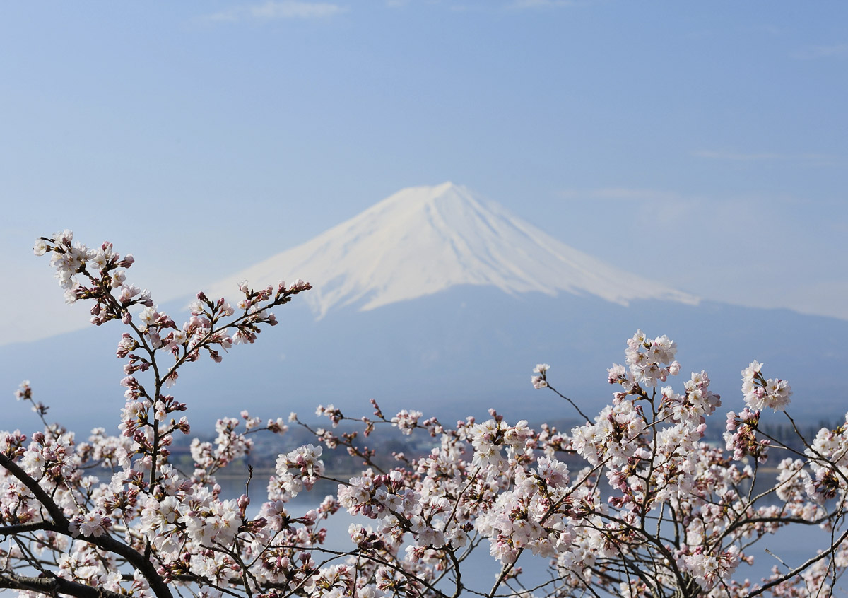 Monte Fuji ao fundo com cerejeiras floridas em primeiro plano no Japão.
