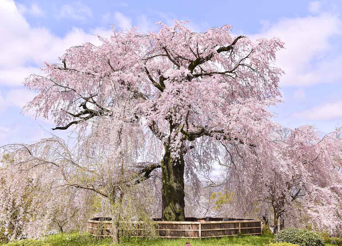 Cerejeira de galhos longos e floridos em um parque de Kyoto na primavera.