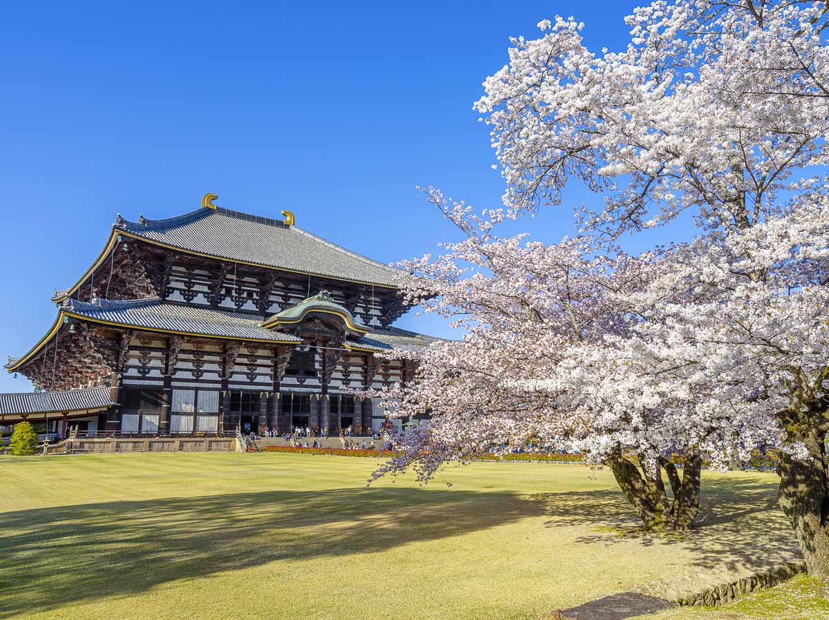 Área gramada em Nara coberta por pétalas de cerejeira durante a primavera.