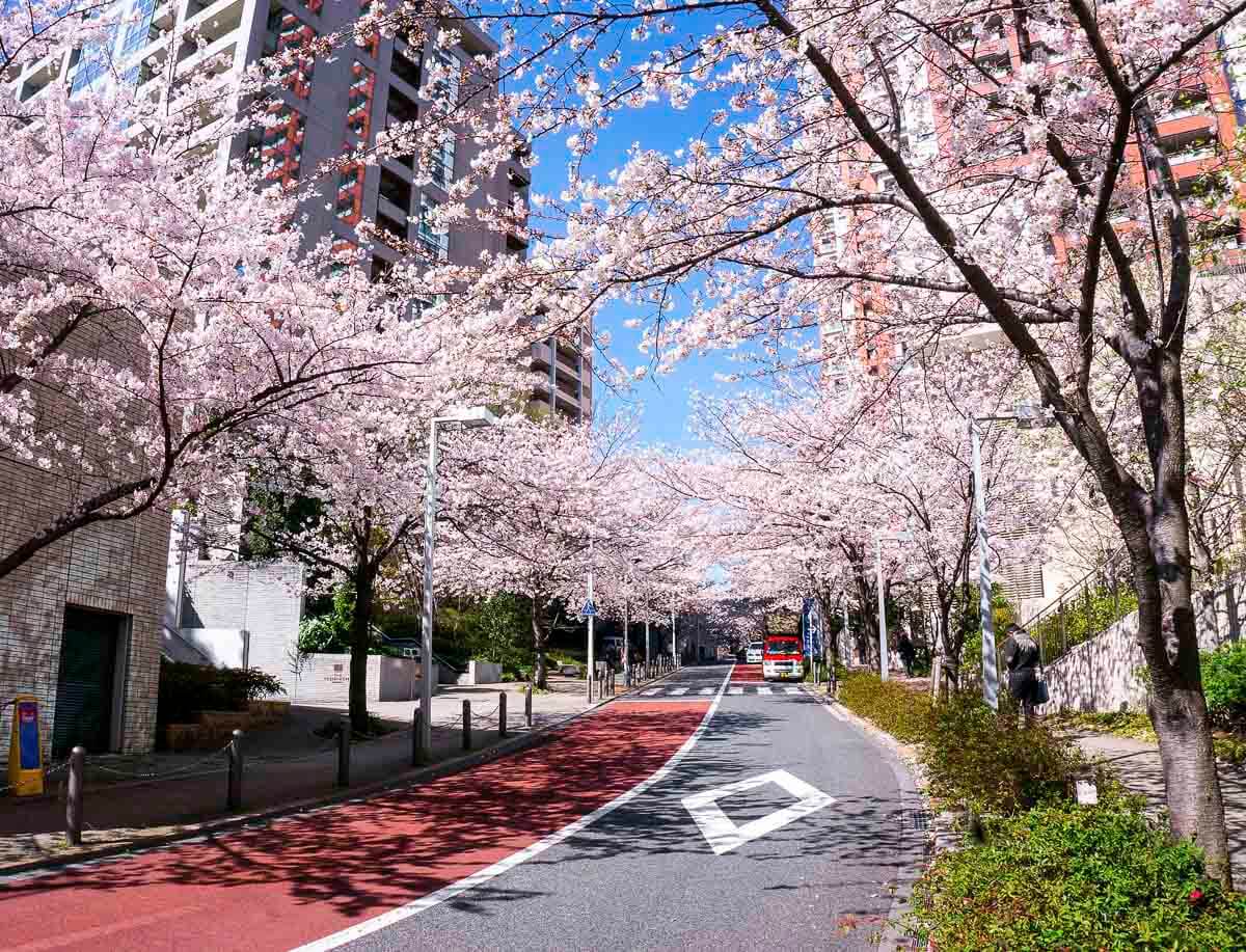 Rua urbana no Japão com cerejeiras em flor e prédios residenciais ao redor.