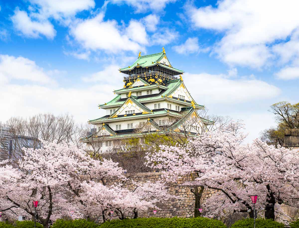 Castelo de Osaka ao fundo com cerejeiras em flor em primeiro plano na primavera.