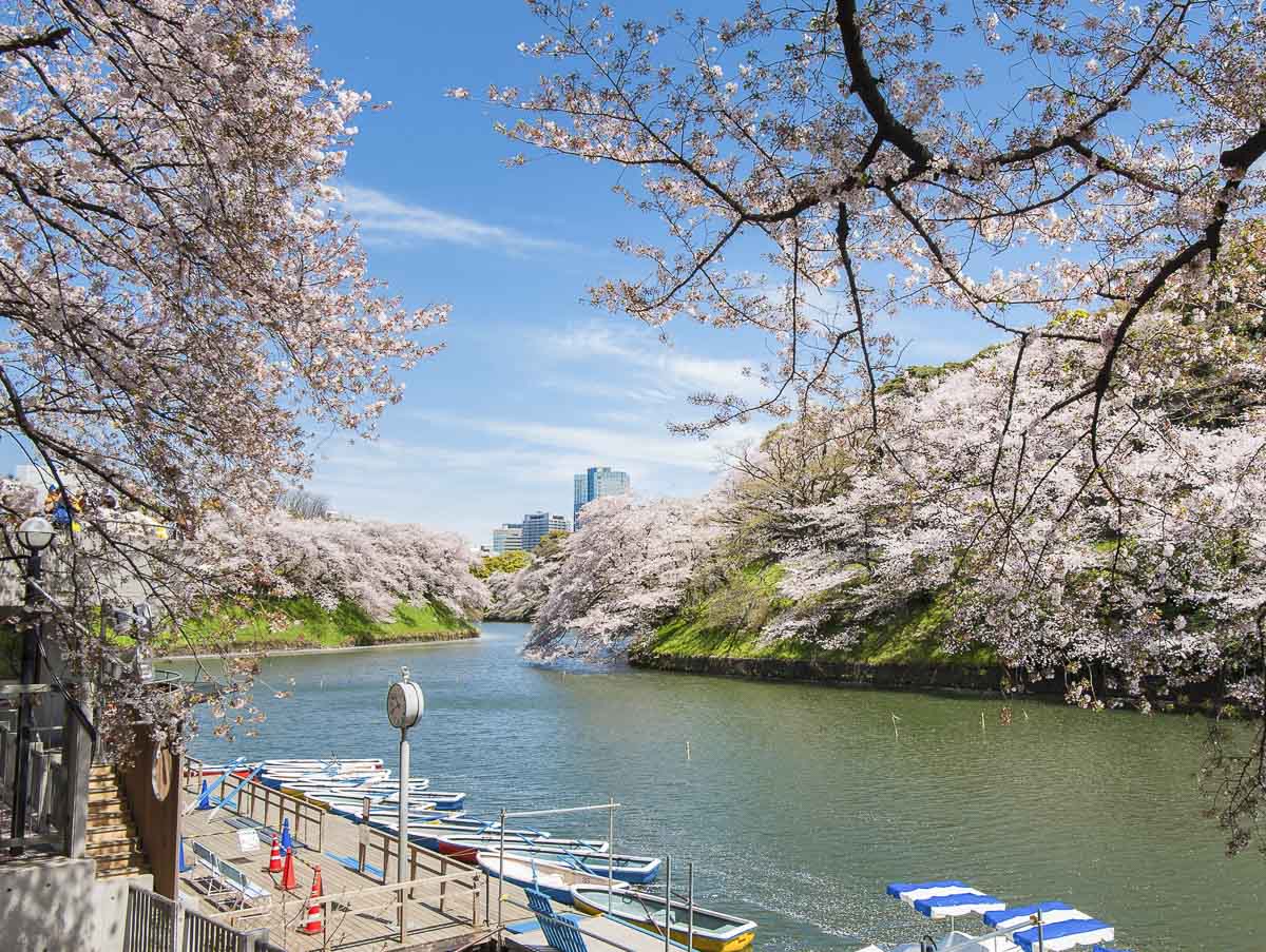Castelo japonês cercado por cerejeiras floridas e um canal de água na primavera.