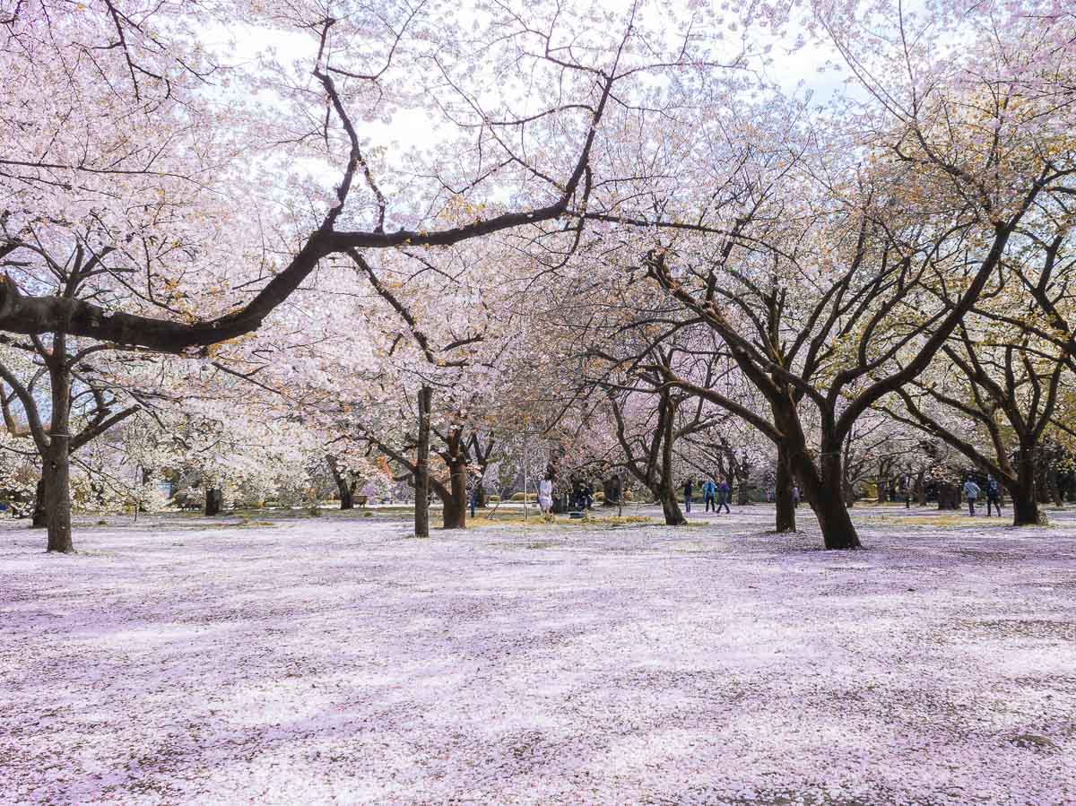 Cerejeiras em flor às margens de um rio em Tokyo durante a primavera.