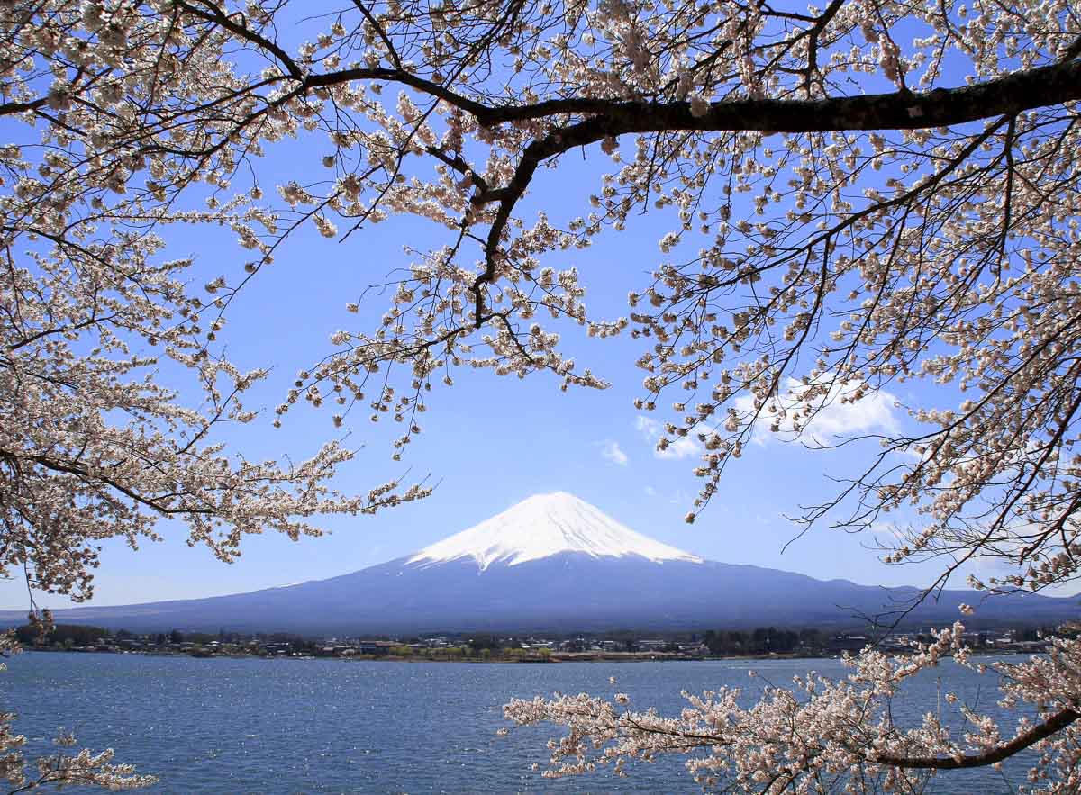 Monte Fuji visto à distância com lago em primeiro plano e galhos floridos