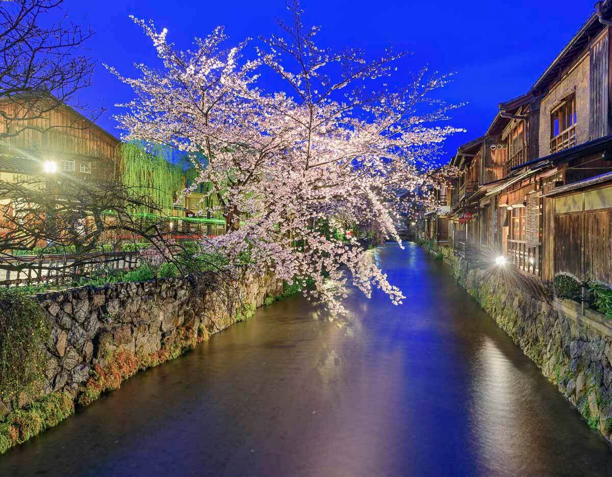Canal em Gion, Kyoto, à noite, com cerejeiras iluminadas e casas tradicionais às margens da água.