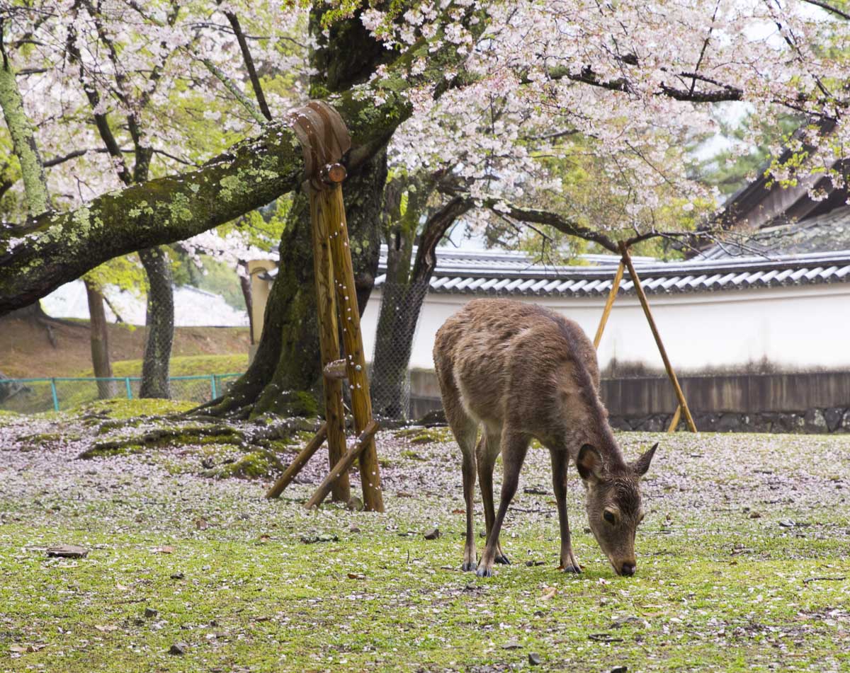 Cervo caminhando pelo Parque de Nara sob cerejeiras floridas.
